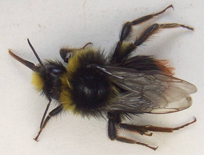 Bombus lapidarius male